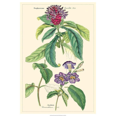 Dietrich Botanical III Black Modern Wood Framed Art Print by Dietrich