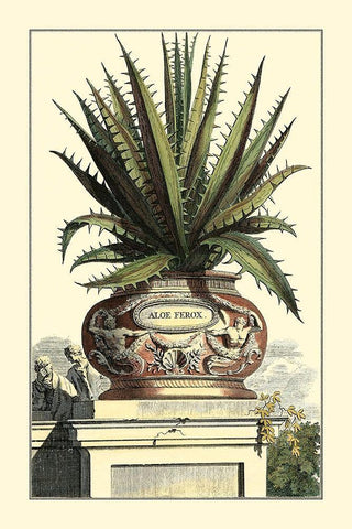 Antique Munting Aloe I Black Ornate Wood Framed Art Print with Double Matting by Munting, Abraham