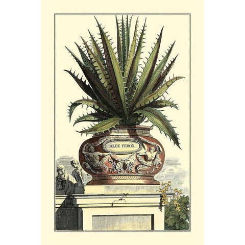 Antique Munting Aloe I Black Modern Wood Framed Art Print by Munting, Abraham