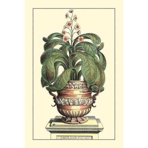 Antique Munting Aloe II Gold Ornate Wood Framed Art Print with Double Matting by Munting, Abraham