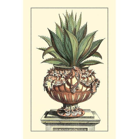 Antique Munting Aloe IV Gold Ornate Wood Framed Art Print with Double Matting by Munting, Abraham