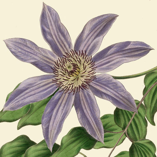 Image Only
