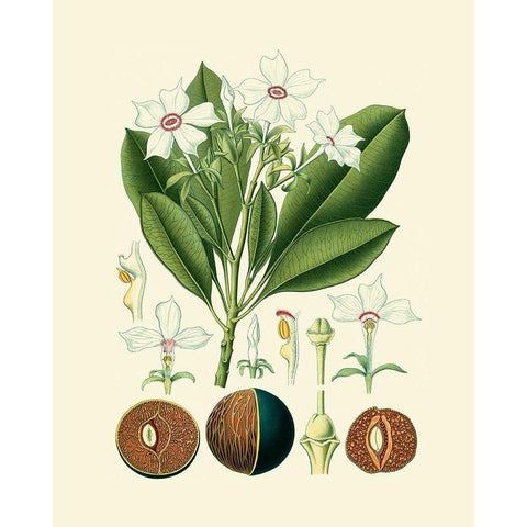 Botanical Glory IV White Modern Wood Framed Art Print by Vision Studio