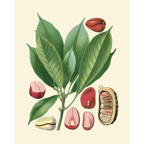 Botanical Glory VI Black Modern Wood Framed Art Print with Double Matting by Vision Studio