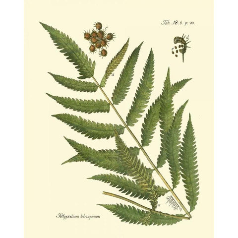 Antique Fern II Gold Ornate Wood Framed Art Print with Double Matting by Vision Studio