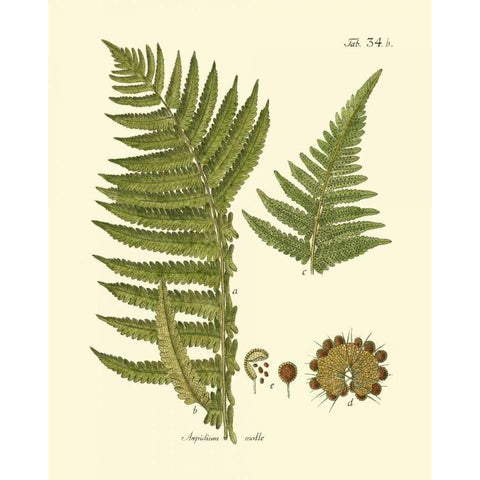 Antique Fern III Gold Ornate Wood Framed Art Print with Double Matting by Vision Studio