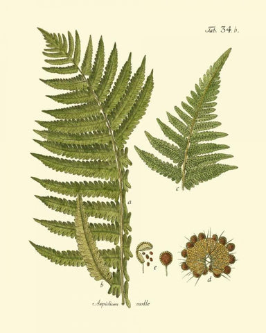 Antique Fern III Black Ornate Wood Framed Art Print with Double Matting by Vision Studio