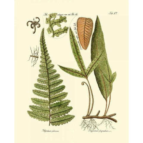 Antique Fern IV Black Modern Wood Framed Art Print with Double Matting by Vision Studio