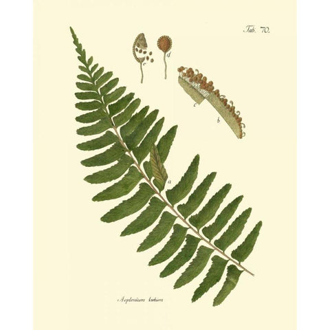 Antique Fern V Black Modern Wood Framed Art Print with Double Matting by Vision Studio