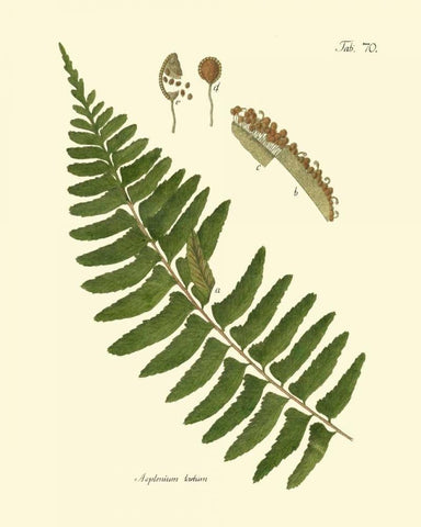 Antique Fern V White Modern Wood Framed Art Print with Double Matting by Vision Studio