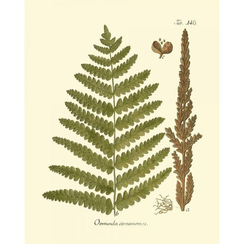 Antique Fern VI Black Modern Wood Framed Art Print with Double Matting by Vision Studio