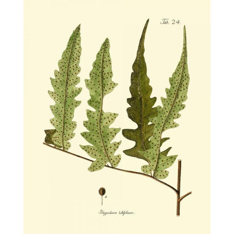 Antique Fern VII Black Modern Wood Framed Art Print with Double Matting by Vision Studio