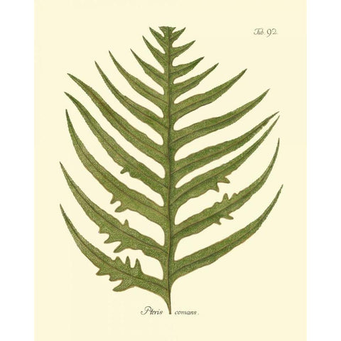 Antique Fern VIII White Modern Wood Framed Art Print by Vision Studio