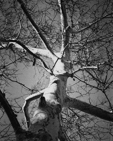 Classic Birch I Black Ornate Wood Framed Art Print with Double Matting by Harper, Ethan