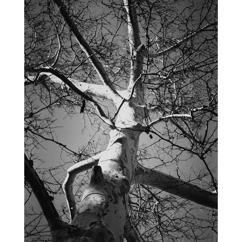 Classic Birch I Black Modern Wood Framed Art Print with Double Matting by Harper, Ethan