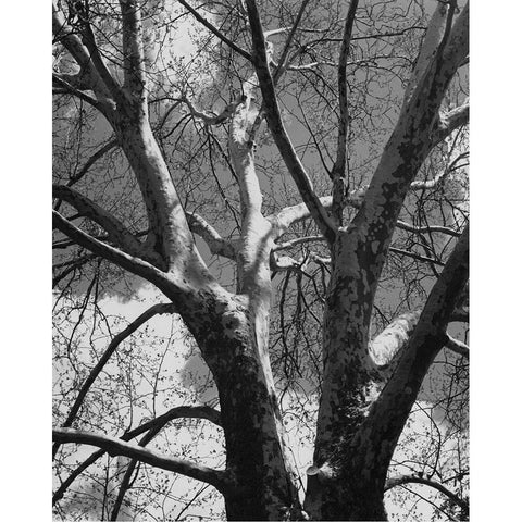 Classic Birch II Black Modern Wood Framed Art Print with Double Matting by Harper, Ethan