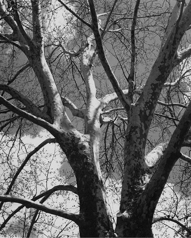 Classic Birch II Black Ornate Wood Framed Art Print with Double Matting by Harper, Ethan