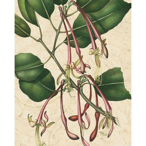 Botanic Beauty I White Modern Wood Framed Art Print by Vision Studio