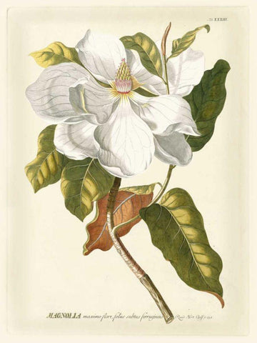 Magnificent Magnolias I Black Ornate Wood Framed Art Print with Double Matting by Trew, Jacob