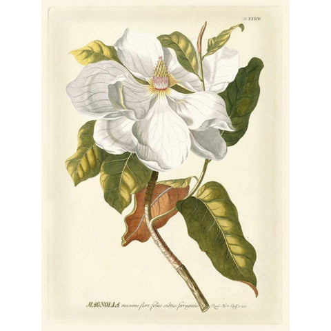 Magnificent Magnolias I Black Modern Wood Framed Art Print by Trew, Jacob