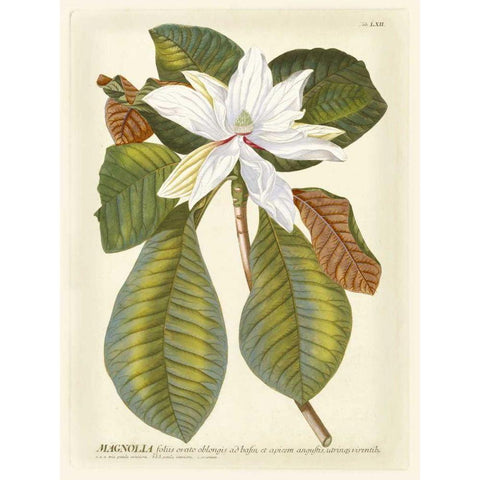 Magnificent Magnolias II Gold Ornate Wood Framed Art Print with Double Matting by Trew, Jacob