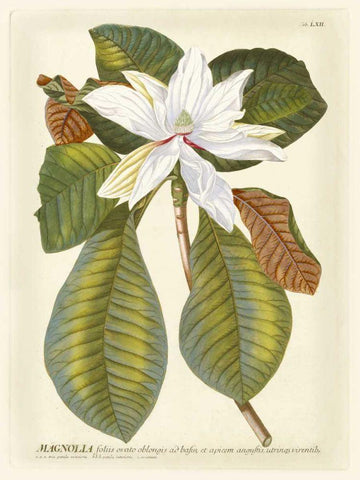 Magnificent Magnolias II White Modern Wood Framed Art Print with Double Matting by Trew, Jacob