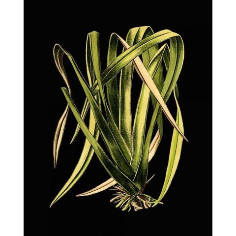 Green Leaves on Black IV White Modern Wood Framed Art Print by Vision Studio