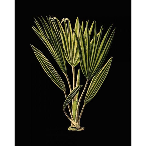 Green Leaves on Black V White Modern Wood Framed Art Print by Vision Studio