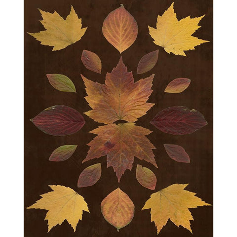 Kaleidoscope Leaves VI Black Modern Wood Framed Art Print with Double Matting by Vision Studio