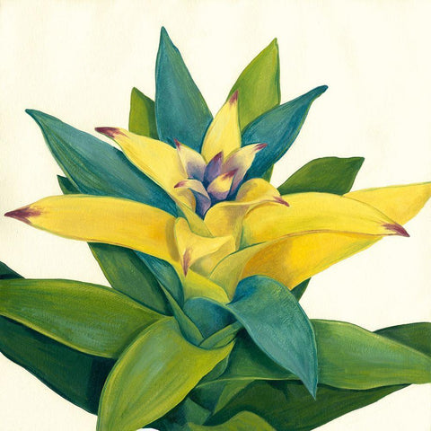 Tropical Bloom II Black Ornate Wood Framed Art Print with Double Matting by Meagher, Megan