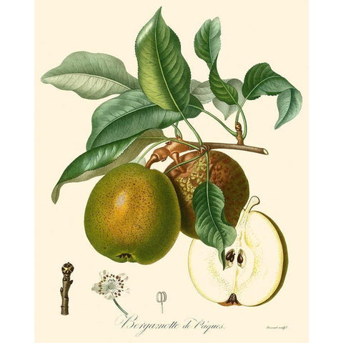 Bessa Pears Black Modern Wood Framed Art Print by Bessa