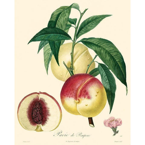 Bessa Peaches Gold Ornate Wood Framed Art Print with Double Matting by Bessa