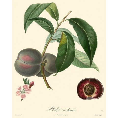 Bessa Plums White Modern Wood Framed Art Print by Bessa