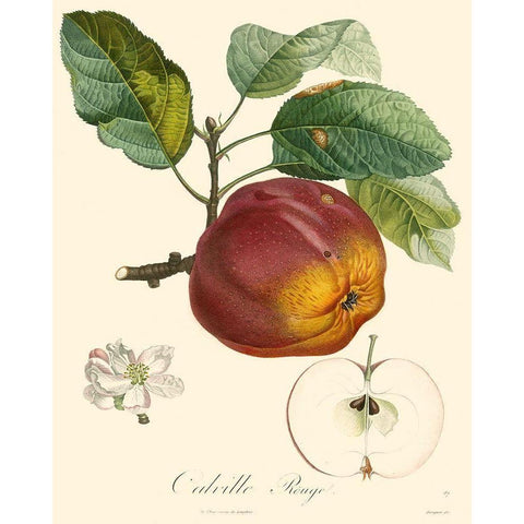 Bessa Apples Black Modern Wood Framed Art Print with Double Matting by Bessa