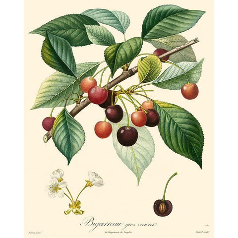 Bessa Cherries White Modern Wood Framed Art Print by Bessa
