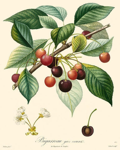 Bessa Cherries White Modern Wood Framed Art Print with Double Matting by Bessa