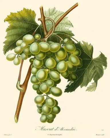 Bessa Grapes I White Modern Wood Framed Art Print with Double Matting by Bessa