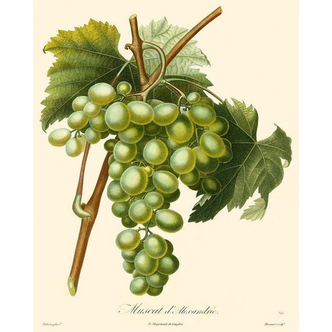 Bessa Grapes I Gold Ornate Wood Framed Art Print with Double Matting by Bessa