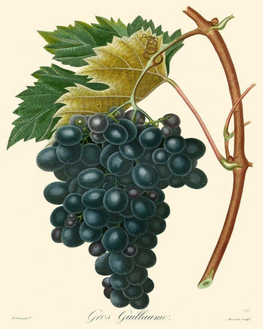 Bessa Grapes II Black Ornate Wood Framed Art Print with Double Matting by Bessa