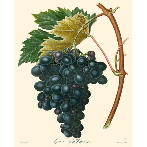 Bessa Grapes II Gold Ornate Wood Framed Art Print with Double Matting by Bessa