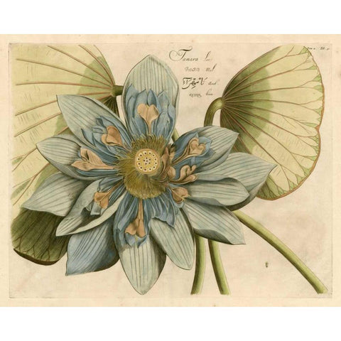 Blue Lotus Flower I Gold Ornate Wood Framed Art Print with Double Matting by Vision Studio