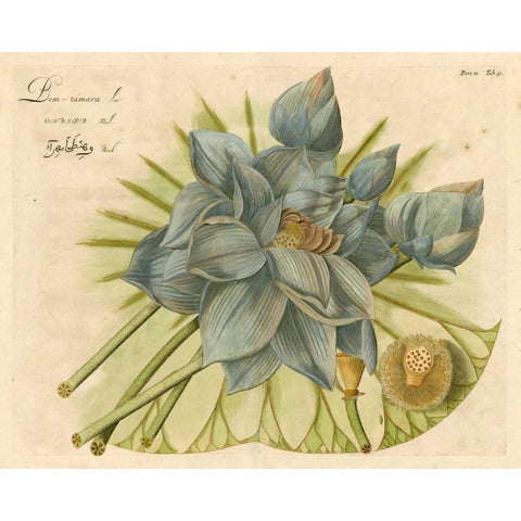 Blue Lotus Flower II Gold Ornate Wood Framed Art Print with Double Matting by Vision Studio