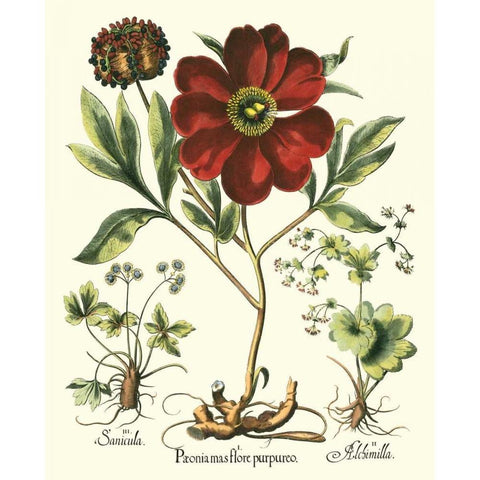 Besler Peonie II White Modern Wood Framed Art Print by Besler, Basilius