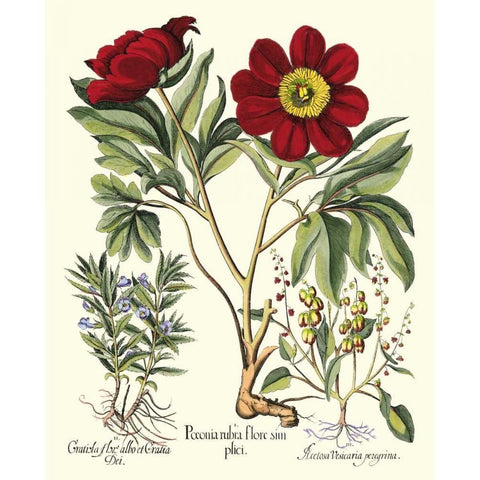 Besler Peonie IV White Modern Wood Framed Art Print by Besler, Basilius