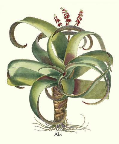 Besler Aloe Black Ornate Wood Framed Art Print with Double Matting by Besler, Basilius