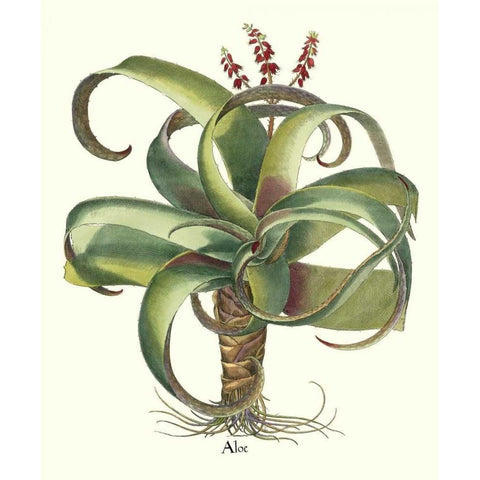 Besler Aloe Gold Ornate Wood Framed Art Print with Double Matting by Besler, Basilius