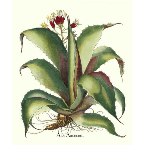 Besler Aloe Americana White Modern Wood Framed Art Print by Besler, Basilius