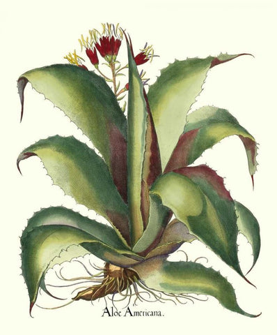Besler Aloe Americana Black Ornate Wood Framed Art Print with Double Matting by Besler, Basilius