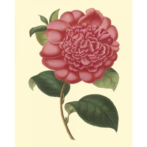 Camellia Garden I Black Modern Wood Framed Art Print with Double Matting by Verschaffelt