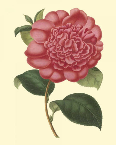 Camellia Garden I Black Ornate Wood Framed Art Print with Double Matting by Verschaffelt